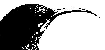 Sunbird with curved beak