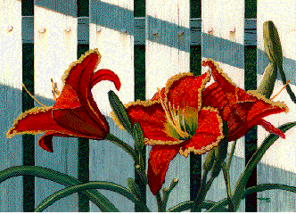 Daylilies by the picket fence