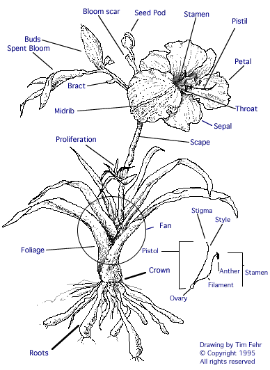 Daylily Parts Image Map