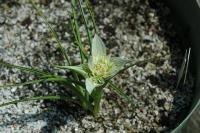 Androcymbium melanthoides (c) copy right 2006 by Shields Gardens Ltd.  All rights reserved.