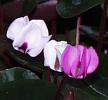 Cyclamen coum