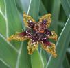 Ferraria crispa