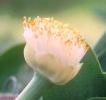 Haemanthus albiflos