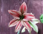 Hippeastrum leopoldii hybrid #274