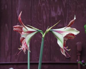 Hippeastrum leopoldii hybrid in profile