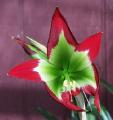 Hippeastrum mandonii