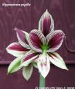 Hippeastrum papilio