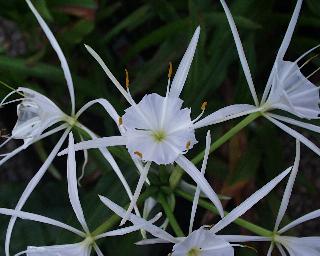 Hymenocallis occidentalis in bloom