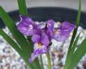 Iris collettii