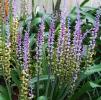 Lachenalia mutabilis - larger picture on click