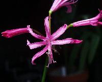 Nerine bowdenii (c) copyright 2003 by Shields Gardens Ltd.  All rights reserved.