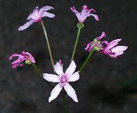 Nerine platypetala (c) copyright 2003 by Shields Gardens Ltd.  All rights reserved.