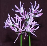 Nerine undulata (c) copyright 2003 by Shields Gardens Lts.  All rights reserved.