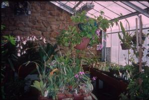 Inside the older greenhouse