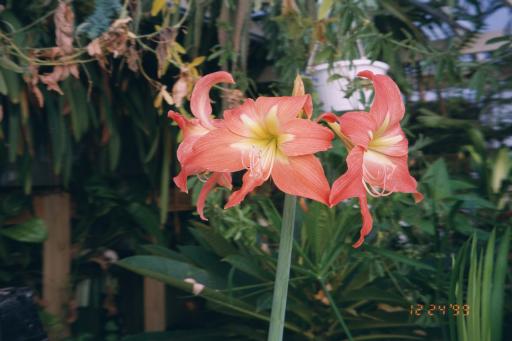 Amaryllis johnsonii 30 Dec 99 #2