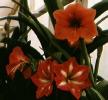 Hippeastrum Minerva and others