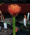 Scadoxus puniceus