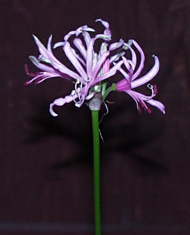 Nerine angulata (c) copyright 2003 by Shields Gardesn Ltd.  All rights reserved.