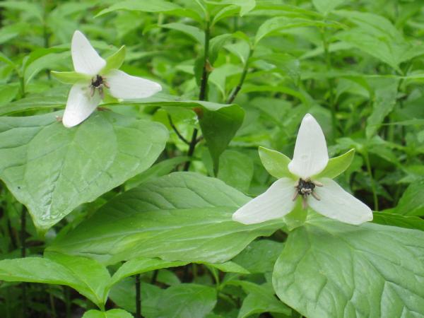 Trillium erectum album (c) copyright 2008 by Shields Gardens Ltd.  All rights reserved.