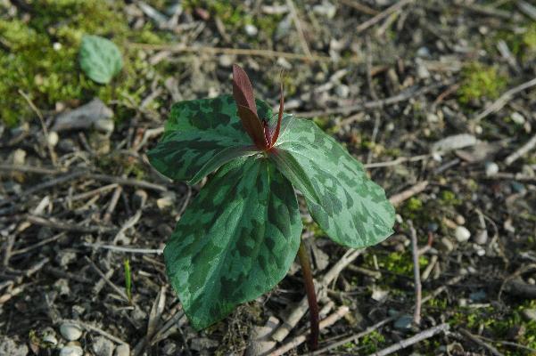 Trillium cuneatum (c) copyright 2008 by Shields Gardens Ltd.  All rights reserved.