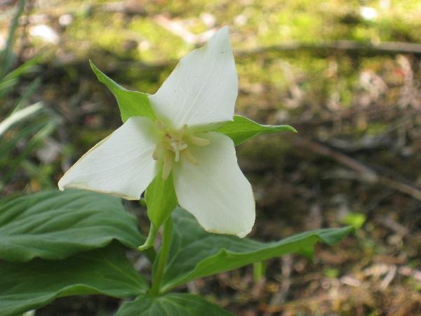 Trillium Flexipes