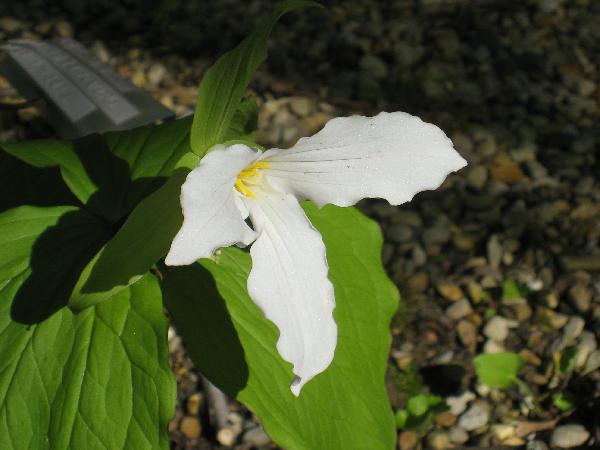 Trillium grandiflorum (c) copyright 2008 by Shields Gardens Ltd.  All rights reserved.