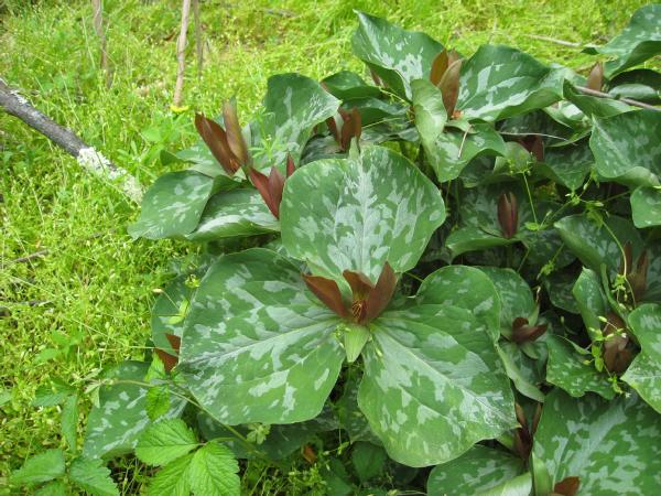 Trillium luteum red form (c) copyright 2008 by Shields Gardens Ltd.  All rights reserved.