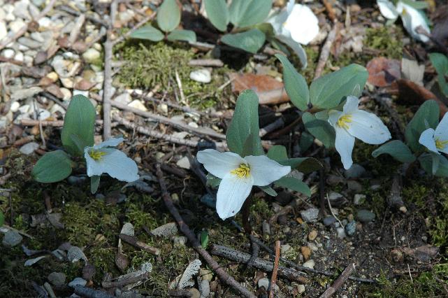 Trillium nivale (c) copyright 2008 by Shields Gardens Ltd.  All rights reserved.