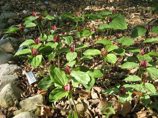 Trillium recurvatum (c) copyright 2008 by Shields Gardens Ltd.  All rights reserved.