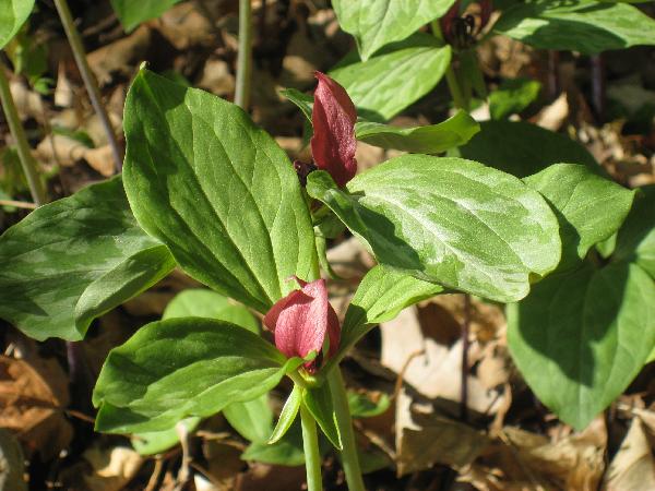 Trillium recurvatum (c) copyright 2008 by Shields Gardens Ltd.  All rights reserved.