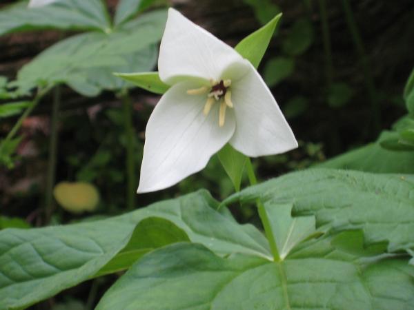 Trillium simile (c) copyright 2008 by Shields Gardens Ltd.  All rights reserved.