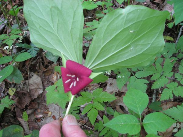 Trillium vaseyi (c) copyright 2008 by Shields Gardens Ltd.  All rights reserved.