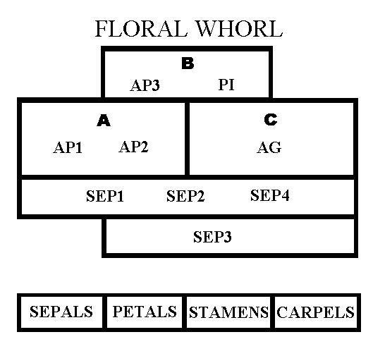 ABC Genes