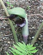 Arisaema ringens