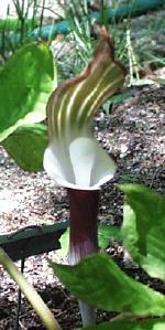 Arisaema sikokianum