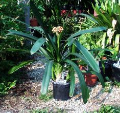 Clivia caulescens plant (c) copyright 2002 by James E. Shields; all rights reserved.