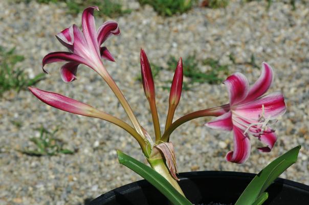 Crinum delagoense x acaule (c) copyright 2006 Shields Gardens Ltd. All rights reserved.