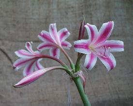 Crinum graminicola flower face-on