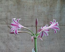 Crinum graminicola flowers in profile