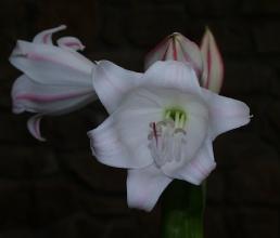 Crinum macowanii close-up