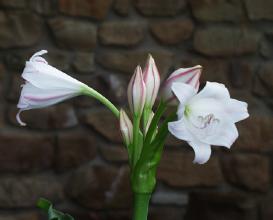 Crinum macowanii