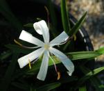 Crinum ogalathilum (c) copyright 2005 by Shields Gardens Ltd.  All rights reserved.