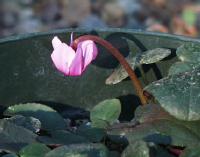 Cyclamen colchicum