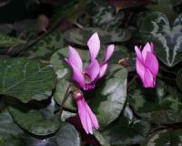 Cyclamen purpurescens