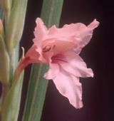 Gladiolus oppositiflorus ?