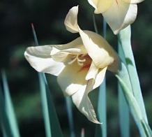 Gladiolus x-gandavensis