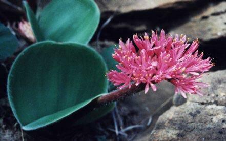 Haemanthus humilis (c) copyright 2002 by Cameron McMaster; all rights reserved.