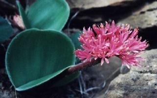 Haemanthus humilis (c) copyright 2002 by Cameron McMaster; all rights reserved.