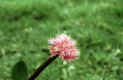 Haemanthus humilis (c) copyright 2002 by Cameron McMaster; all rights reserved.