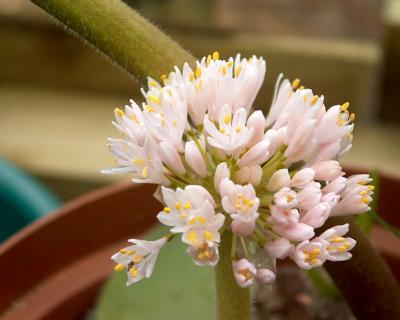 Haemanthus humilis (c) copyright 2002 by Cameron McMaster; all rights reserved.